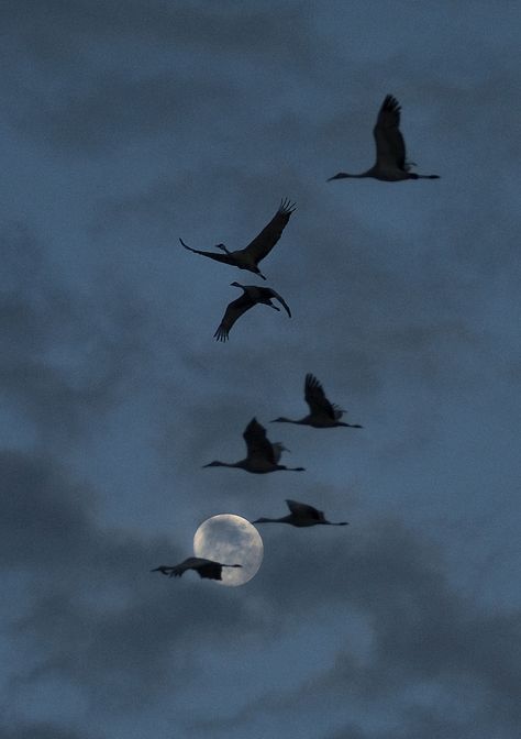 Cranes In The Sky, Crane Fly, Night Flight, Crane Bird, Night Aesthetic, Birds Flying, Sky Aesthetic, Book Aesthetic, Nice To Meet