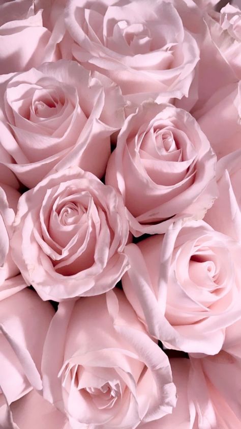 pink roses Pink Roses Background, Aesthetic Rose, Rose Aesthetic, Tout Rose, Pink Flowers Wallpaper, Pretty Wallpapers Tumblr, Pink Wallpaper Backgrounds, Aesthetic Roses, Girlie Girl