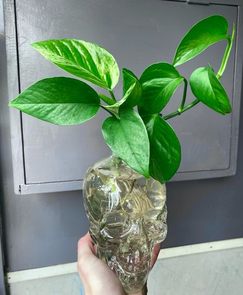 Devils Ivy Plant, Plant Aesthetics, Skull Bottle, Formal Garden Design, Plant In Glass, Ivy Plant, Devils Ivy, Plants In Bottles, Candle Table Decorations