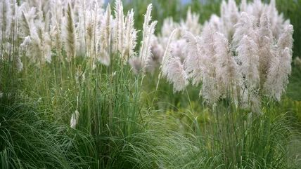 The Best Time To Plant Pampas Grass To Add Gorgeous Interest To Your Yard Pampas Grass Privacy Fence, Pink Pampas Grass, Perennial Grasses, Ornamental Grass, Spring Months, Invasive Plants, Low Maintenance Plants, Growing Seeds, Late Winter