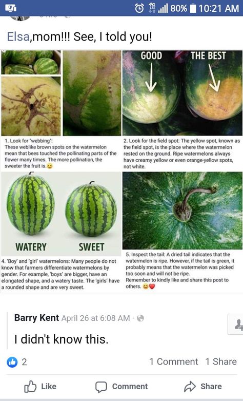 How To Choose Watermelon, Watermelon Field, Types Of Watermelon, Yellow Watermelon, Watermelon Benefits, What Type, Local Food, Food Store, Cactus Plants