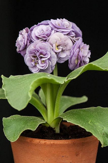 Primula auricula 'Poachers' Sky' Auricula Theatre, Primula Flower, Primula Auricula, Weird Plants, Flora Flowers, Cottage Garden Plants, Garden Animals, Flower Landscape, Rare Flowers