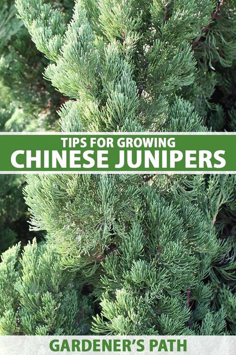 Chinese junipers come in a variety of colors, sizes, and shapes, which means they can easily suit many different situations. They can be grown as bonsai trees, specimens, hedges, privacy screens, and more. Visit Gardener’s Path now to learn all about these versatile garden shrubs. #chinesejuniper #gardenerspath Hedges Privacy, Chinese Juniper, Juniper Shrub, Air Layering, Juniper Tree, Privacy Trees, Vegetable Benefits, Juniper Bonsai, Fast Growing Trees