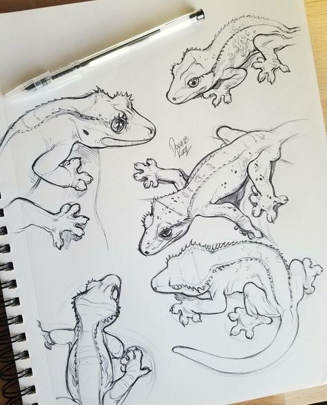 Crested gecko Animal Drawings Sketches, Crested Gecko, Cartoon Drawing, Animal Sketches, Arte Animal, Lizards, Art Drawings Sketches Simple, Cool Art Drawings, Sketchbook Art Inspiration