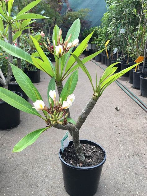 Indoor Plumeria, Coastal Castle, Plumeria Care, Plumeria Plant, Plumeria Tree, Backyard Flowers, Garden Beautiful, Plumeria Flowers, Plant Propagation