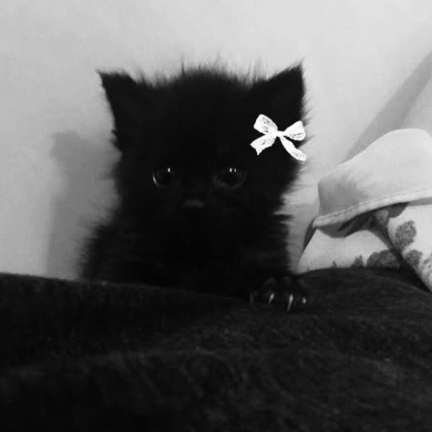 Black And White Pfps, Black Cat Pfp, Dark Kawaii, Silly Cats Pictures, Cute Cats Photos, Cat Icon, Pretty Animals, Hello Kitty Items