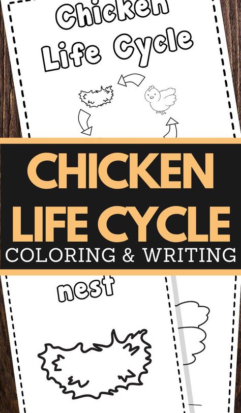 Chicken Life Cycle Printable Worksheets for preschool and lower elementary Homeschooling Worksheets, Life Cycle Of A Chicken, Chicken Life Cycle, Animal Learning, Homeschool Projects, Homeschool Freebies, Chicken Life, Worksheets For Preschool, Learning Worksheets