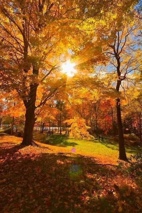 Bright Fall Aesthetic, Sunny Autumn Aesthetic, Season Images, Sunny Autumn, Autumn Breeze, Fall Beauty, Autumn Park, Autumn Scenes, Autumn Scenery