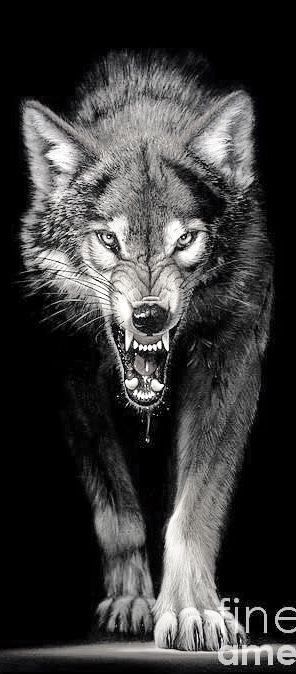 Pin by Evan Stevens on Wolf tattoos men | Wolf tattoo sleeve, Wolf tattoos men, Wolf tattoo design Wolf Growling, Wolf Deviantart, Lup Singuratic, Snarling Wolf, Wolf Tattoos Men, Angry Wolf, Wolf Tattoo Sleeve, Wolf Artwork, Wolf Painting