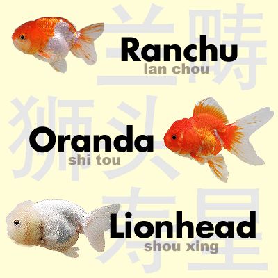 Lionhead Goldfish, Goldfish Aquarium, Goldfish Tank, Fish Home, Koi Fish Pond, Cute Lion, Majestic Animals, All About Animals, Aquarium Fish Tank