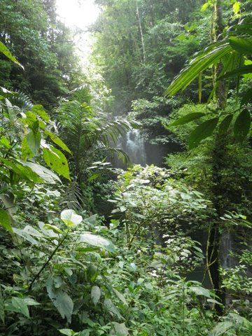 Lush, verdant tropical rainforest Tropical Rain Forest Aesthetic, Equatorial Forest, Rain Forest Aesthetic, Faerie Realm, Tropical Rain Forest, Adventure Ideas, Magical Nature, Forest Aesthetic, Tropical Oasis