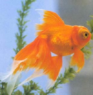 Orange butterfly tail goldfish Orange Fish Aesthetic, Gold Fish Aesthetic, Fish Aesthetic, Fantail Goldfish, Pet Goldfish, Goldfish Pond, Orange Fish, Golden Fish, Fish Drawings