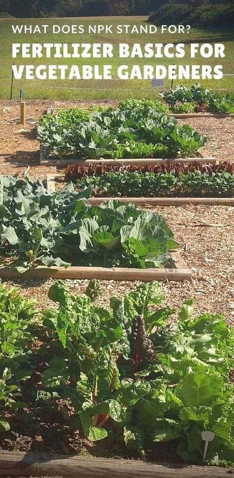 Gardening Basics, Vegetable Garden Planner, Raised Vegetable Gardens, Vegetable Garden Tips, Vertical Vegetable Garden, Garden Layout Vegetable, Plants Growing, Fall Vegetables, Fall Garden Vegetables