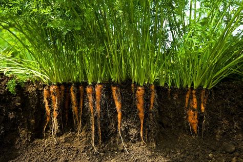 How to Grow Carrots Aeroponic Gardening, Hydro Gardening, Tomato Companion Plants, Professional Landscaping, Hydroponic Gardening, Community Gardening, Urban Farming, The Soil, Companion Planting