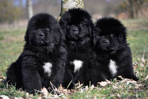 ¿Características físicas de los perros terranova? Tibetan Mastiff Puppy, Newfie Dog, Newfoundland Puppies, Newfoundland Dogs, Mastiff Puppies, Tibetan Mastiff, Terra Nova, Cute Small Animals, Newfoundland Dog