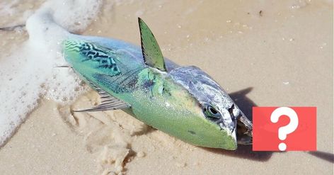 #1 Beach Fishing Lure That Will Catch Any Species From The Surf Saltwater Fishing Lures, Surf Fishing, Fishing Videos, Beach Fishing, Pier Fishing, Red Fish, Best Fishing, Saltwater Fishing, Fishing Tips