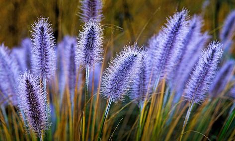 Purple Pampas Grass, Uk Flowers, Wild Grasses, Perennial Grasses, Ornamental Grass, Garden Planter Boxes, Grasses Landscaping, Wild Grass, Plant Combinations