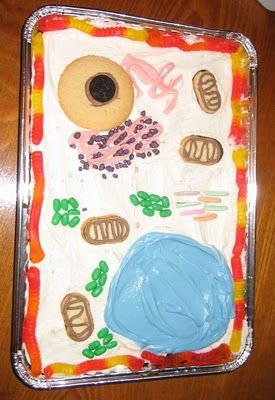 Reproducing cells on a cake helps visual learning.... Models cel.lulars menjables / Edible plant cell Plant Cell Cake, Plant Cell Organelles, 3d Plant Cell, Edible Cell Project, Cell Cake, Plant Cell Project, Edible Cell, Cell Model Project, Plant Cell Model