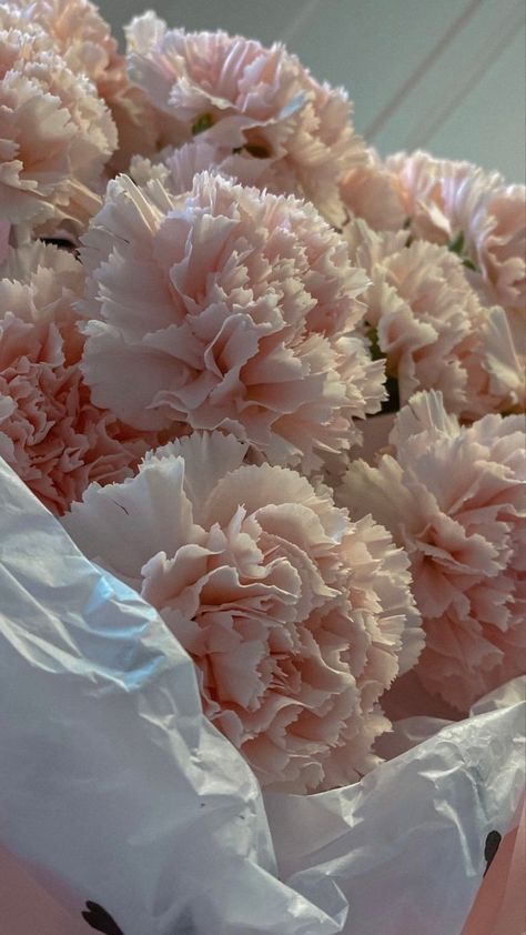 Boquette Flowers, Pink Carnations, Nothing But Flowers, Carnation Flower, Flower Therapy, Beautiful Bouquet Of Flowers, Luxury Flowers, A Question, Beautiful Bouquet