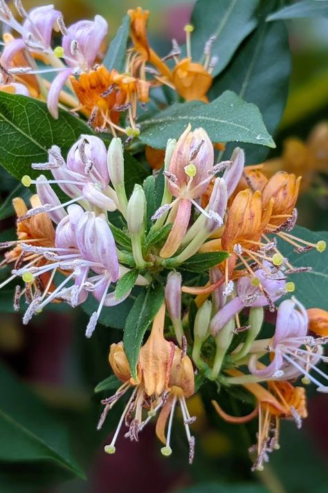 Lonicera, Honeysuckle 'Candy Swirl'
Zone 4. 
Evergreen vine that blooms throughout summer with abundant, fragrant, tubular flowers.
Bluish berries that form after the bloom, adorn the vine in fall are a favorite of songbirds. 
 Good on a structure where its vines can twine around up to 15 feet high. Plant Hardiness Zone Map, Honeysuckle Vine, Evergreen Vines, Orange Shades, Hummingbird Garden, Shade Flowers, Butterfly Bush, How To Attract Hummingbirds, Flowering Vines