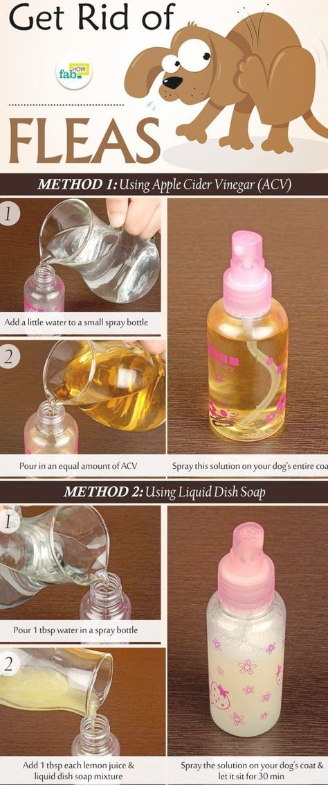 Homemade Flea Spray, Fleas On Dogs, Dog Flea Remedies, Home Remedies For Fleas, Flea Removal, Get Rid Of Fleas, Puppy Things, Flea Remedies, Flea Repellent