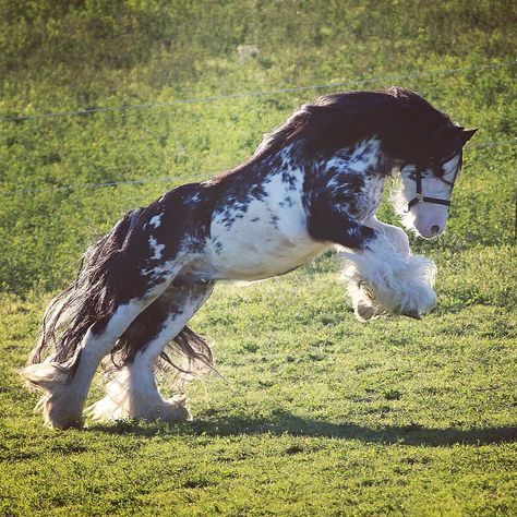 Romani Vanner Horse, Cool Horses, Vanner Horse, Clydesdale Horses, Big Horses, Horse Aesthetic, Beautiful Horse, Draft Horses, Pretty Animals