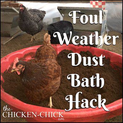 Foul Weather Dust Bath for Backyard Chickens Chicken Dust Bath, Dust Bath For Chickens, Raising Turkeys, Urban Chicken Farming, Dust Bath, Urban Chickens, Winter Survival, Backyard Flocks, Chicken Chick