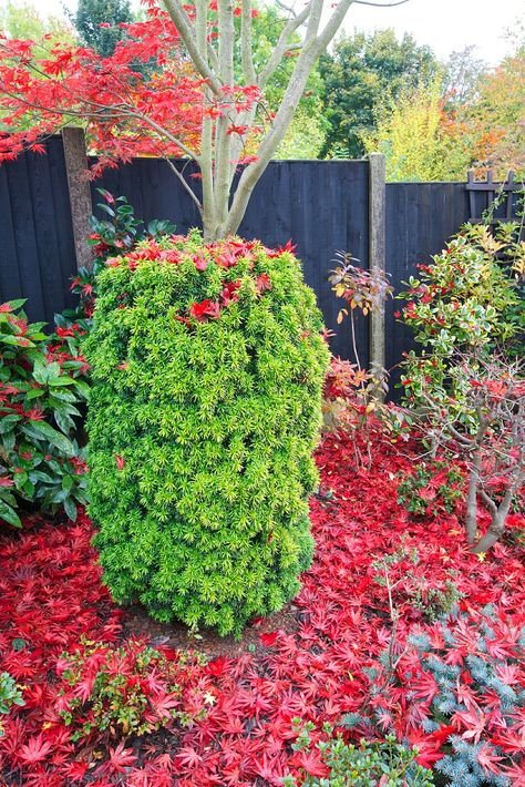 Autumn red leaves of Acer palmatum 'Trompenburg' | Best view… | Flickr Acer Palmatum Dissectum Viridis, Acer Palmatum Dissectum, Acer Palmatum Atropurpureum, Acer Platanoides Crimson King, Acer Palmatum Ukigumo, Acer Palmatum, Red Leaves, Wind And Rain, Japanese Maple