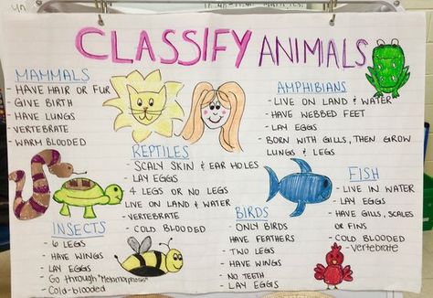 Classifying animals anchor chart Animals Anchor Chart, Anchor Charts Preschool, Ks1 Science, October Homeschool, Amphibians Activities, Classification Of Animals, Montessori Lesson Plans, Mammals Activities, Anchor Card