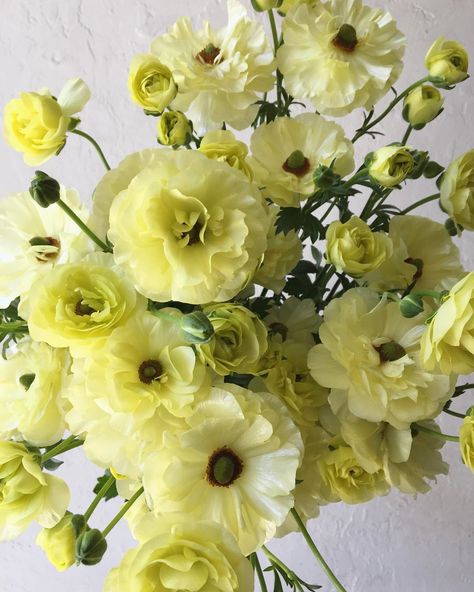 Yellow Butterfly Ranunculus, Meghan Wedding, Butterfly Ranunculus, Colour Mood, Color Boards, July Wedding, Flower Inspiration, Floral Studio, Yellow Butterfly