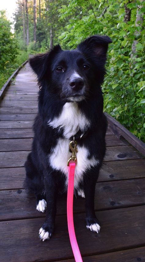 Hiking on the ice age trail in Nothern Central Wisconsin. Miniature Australian Shepherd black bi color. 9 months old. Follow on Instagram @winniemini Corgi Aussie Mix, Australian Shepherd Black, Black Tri Australian Shepherd, Black Australian Shepherd, Australian Shepherd Red Tri, Ice Age Trail, Miniature American Shepherd, Miniature Australian Shepherd, American Shepherd