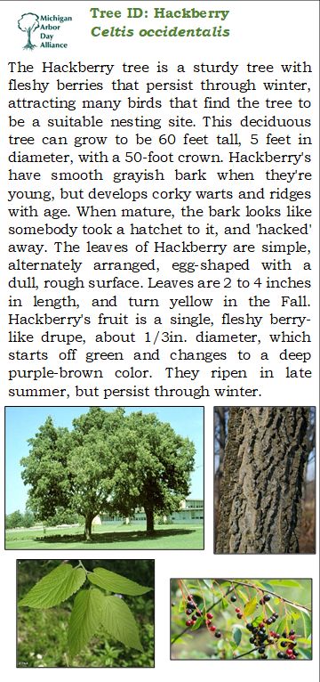 Michigan Tree ID: Hackberry "Celtis occidentalis"   Follow the Michigan Arbor Day Alliance facebook page for weekly "Tree ID Tuesdays" or join our e-Newsletters for a "Tree of the Month"! Celtis Occidentalis, Michigan Trees, Hackberry Tree, Tree Id, Arbor Day, Tree Identification, Arbour Day, Native Garden, Deciduous Trees