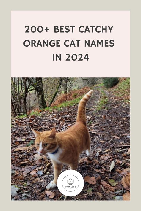 200+ Best Catchy Orange Cat Names in 2024 Orange Cat Names, Boy Cat Names, Orange Kitten, Best Names, Orange Kittens, Boy Cat, Orange Tabby Cats, Orange Cats, Ginger Cats