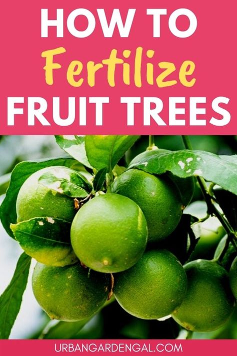 Fertilizing fruit trees Fruit Tree Fertilizer, Homestead Orchard, Fast Growing Fruit Trees, Fruit Farming, Backyard Fruit Trees, Trees Backyard, Fruit Trees In Containers, Fruit Trees Backyard, Planting Fruit Trees