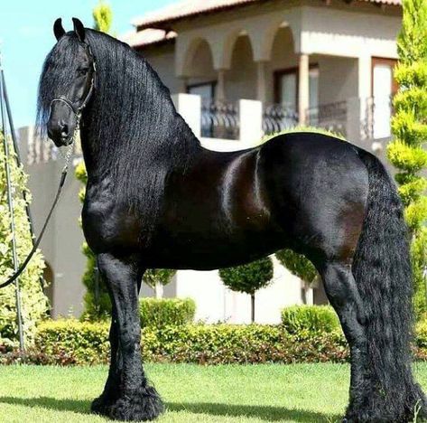 Unusual Horse, Friesian Stallion, Friesian Horses, Majestic Horses, Big Horses, Black Horses, Most Beautiful Horses, Friesian Horse, Most Beautiful Animals