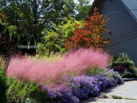 Pink muhly grass and Aster 'October Skies'-Fairegarden Pink Muhly, Ornamental Grass, Fountain Grass, Grasses Landscaping, Grasses Garden, Gorgeous Gardens, Ornamental Grasses, Autumn Garden, Garden Spaces