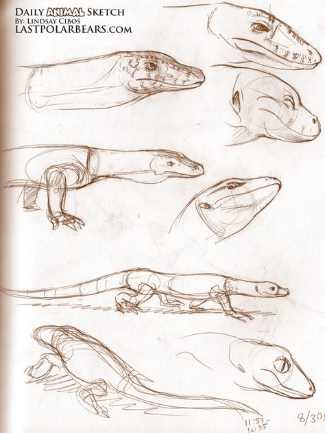 More Lizards Lizard Anatomy Drawing, Lizard Anatomy, Lizard Sketch, Lizard Drawing, Animal Sketch, Nature Sketch, Dragon Sketch, Manga Drawing Tutorials, Animal Study