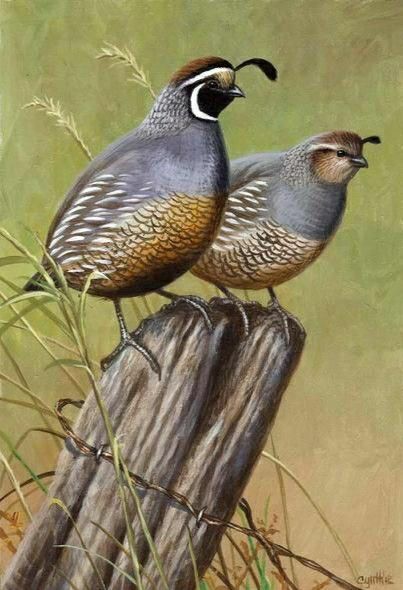 California Quail, Hunting Art, Wildlife Pictures, Wildlife Artwork, Bird Hunting, Desert Art, Wildlife Paintings, Game Birds, Southwest Art