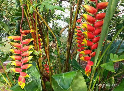 Foto de la planta y flores de la #Heliconia, conocida con los nombres comunes de Platanillo, Bijao, Ave del paraíso y Muela de langosta Cake Logo Design, Cake Logo, Drawing Inspiration, Cuba, Flower Garden, Ginger, Google Search, Drawings, Plants