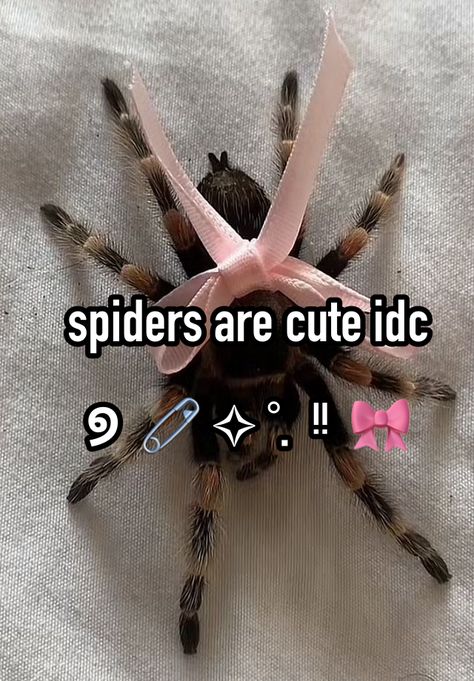 #spiders #girlhood #morute #morbidcute #coquette #girly #girlie #cute #tarantula #1 #christmas #fashion Pet Tarantula Aesthetic, Trantuala Spider Cute, Coquette Tarantula, Pretty Tarantula, Coquette Spider, Tarantula Aesthetic, Spiders Aesthetic, Tarantula Cute, Cute Tarantula