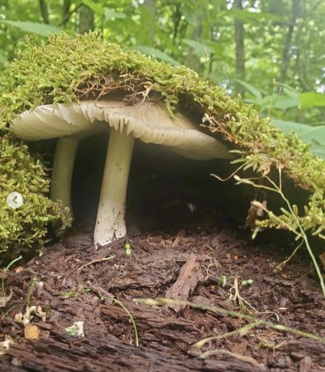 Piskel Art, Mushroom Fungi, Nature Aesthetic, Pretty Places, Green Aesthetic, Fantasy World, Botany, Mother Earth, Pretty Pictures