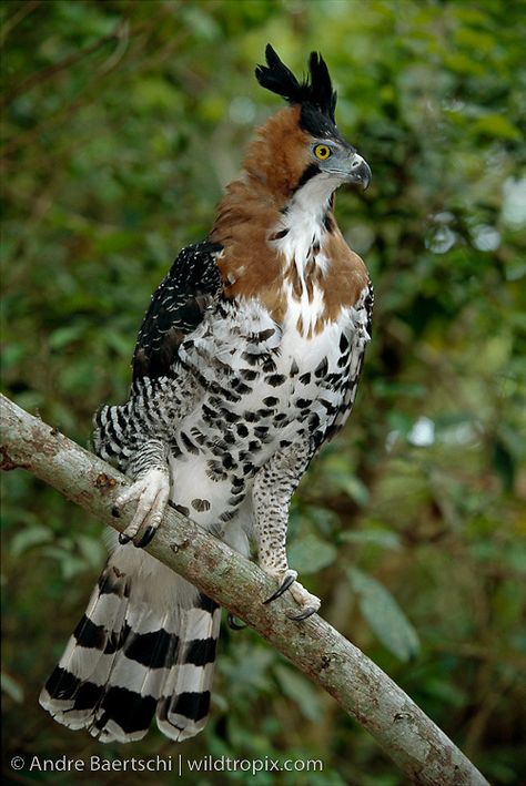 Ornate Hawk-Eagle (Spizaetus ornatus), portrait, tropical rainforest, Rio Tuichi, Madidi National Park, Bolivia. Ornate Hawk Eagle, Hawk Eagle, Raptors Bird, Bird Wallpaper, Pretty Animals, Tropical Rainforest, Exotic Birds, Bird Pictures, Pretty Birds