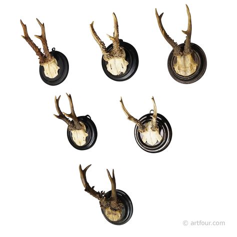 Six Antique Deer Trophies on Wooden Plaques Germany ca. 1900 Deer Trophy, Forest Deer, Wooden Plaques, Black Forest, Taxidermy, Deer, Decorative Plates, Place Card Holders, Germany