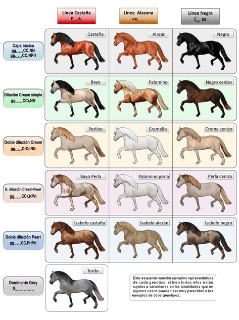 Horse Genetics, Horse Color Chart, Pig Breeds, Spanish Horse, Horse Coat Colors, Healthy Horses, Horse Facts, Horse Info, Horse Games