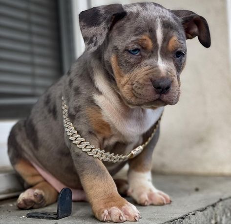 Chiot Américain Bully Tricolore Bleu Merle Bully Xl, Cute Little Puppies, Pit Bulls, American Bully, Little Puppies, Cuteness Overload, Pitbull, Funny Dogs, Cute Dogs