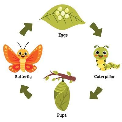 Butterfly Life Cycle Art, Cycle Of Butterfly, Life Cycles Preschool, Butterfly Life Cycle Craft, Biology Drawing, Animals And Their Homes, Science Diagrams, Cycle For Kids, Life Cycle Of A Butterfly