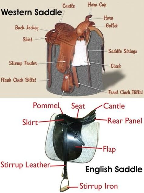 Parts Of An English Saddle, Parts Of A Saddle, Types Of Saddles, English Vs Western Riding, Saddle English, Horseback Riding Lessons, Horse Lessons, English Tack, Horse Knowledge