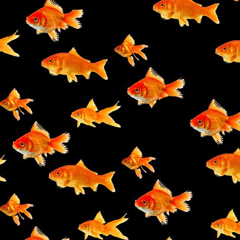 New trending GIF on Giphy Goldfish Gif, Swimming Gif, Fish Gif, Trippy Gifs, Gif Wallpaper, Digital Collage Art, Fish Pattern, Gold Fish, Fish Swimming