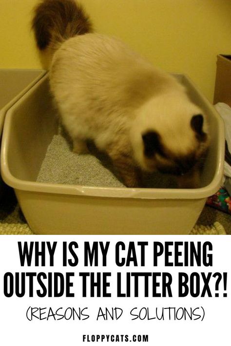 Why is my cat peeing outside the litter box? | Cat Peeing Outside Litter | Cat Litter Box Ideas | Cat Behavior Explained | Cat Tips and Tricks | Cat Litter Box Problems | Cat Health Tips | Cat Not Using Litter Box Ideas | Cat Health Problems Signs #kittylitterhacks #catpeeingoutsidelitter #catlittertips #catbehaviorexplained Cat Peeing Outside Litter, Cat Behavior Explained, Cat Litter Hacks, Cat Tips Indoor, Cat Facts Funny, Cat Behavior Chart, Cat Litter Box Ideas, Cat Liter, Litter Box Ideas