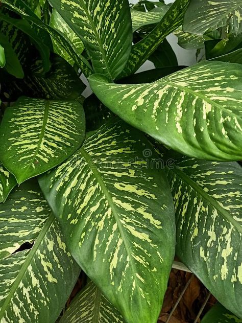 Close up of dieffenbachia seguine plant stock images Dieffenbachia Seguine, Leaf Plant, Close Up, Photo Image, Stock Images, Real Estate, Stock Photos, Plants